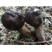 Мицелий Млечника древесинного / Млечник бурый (Lactarius lignyotus)